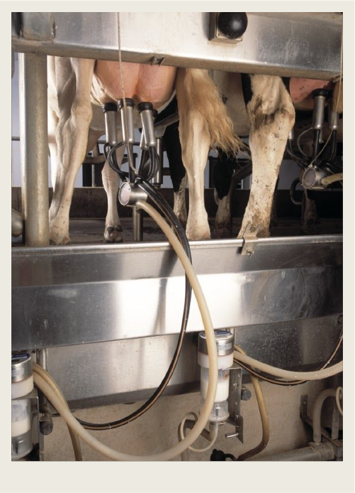 A robotic milking system is hooked up to a cow so the milk goes through lines to a bulk tank.