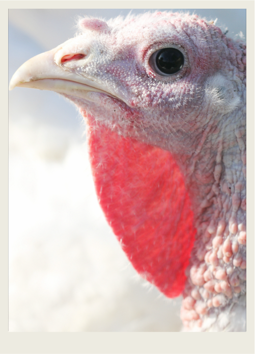 A close up of a white turkey stares intently at the camera. 