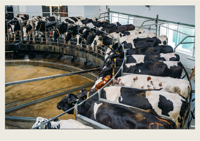 Cows are lined up to be milked at a robotic milking system.