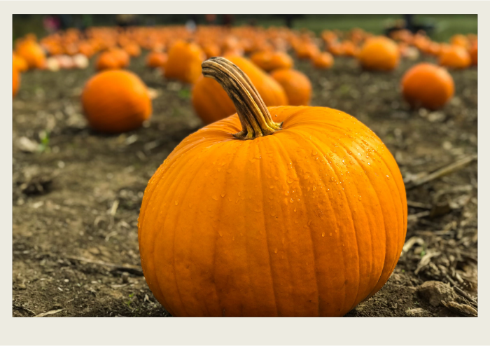 A close-up of a pumpkin sits in a pumpkin patch with other pumpkins in the background.