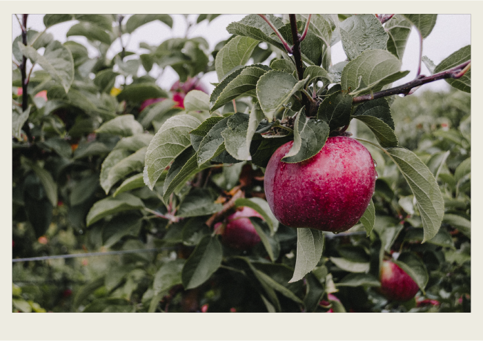 Photo caps-03 A close-up of a red apple hangs from a tree on an apple farm.