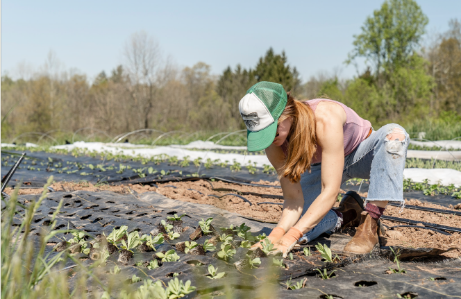 A woman wearing a hat, jeans, and work boots kneels and pulls plants through black plastic so that weeds can’t come up around the plants.