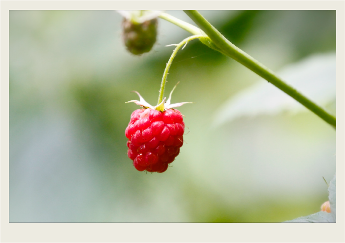 A close-up of a raspberry hanging off of a bush.