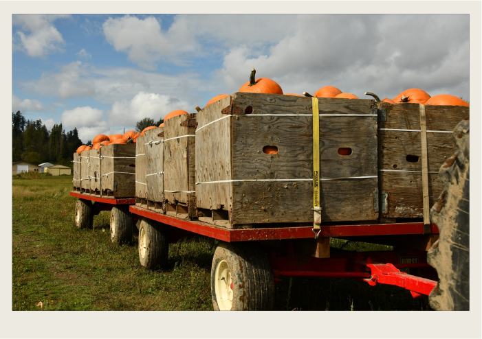A wagon full of crates of pumpkins sits in a field.