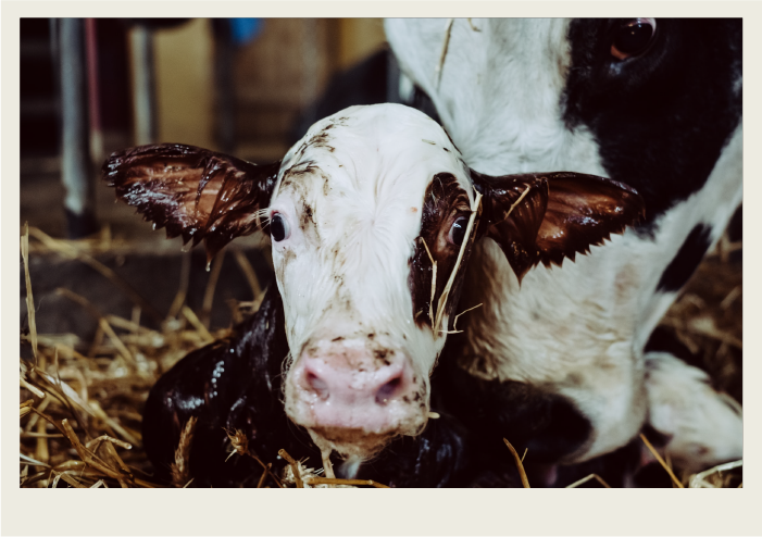 Photo caps-14 A black and white cow leans down to lick and smell her newborn calf, who is looking at the camera.