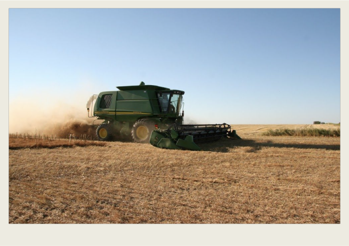Photo caps1-01 A green combine is harvesting a golden-coloured lentils crop with a lot of dust coming out of the combine.