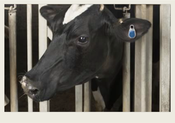 Photo caps2-01 A cow is standing with its head through a steel gate, with a modern ear tag in its ear.