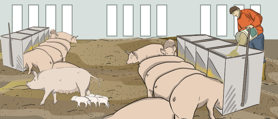 A few pigs are shown in a pig pen where some pigs are eating. A mother pig is also in the pen next to her babies. A farmer is dumping grain into feeders.
