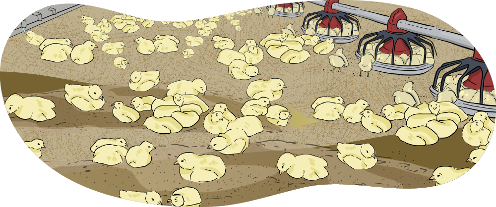 Illustrated chicks walk around the inside of a chicken barn with chicks eating and drinking from the feeders.
