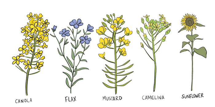 An illustration of canola, flax, mustard, camelina, and sunflowers.