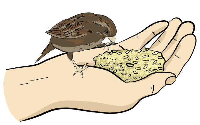 A small bird is eating seeds out of a person's hand.