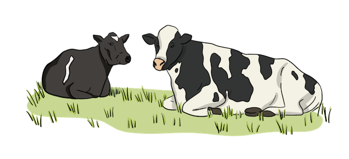 Two black and white Holstein dairy cows are laying down in the pasture.