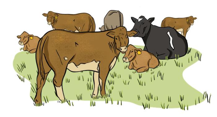 An illustrated herd of seven mixed-coloured cattle are grazing on green grass. 