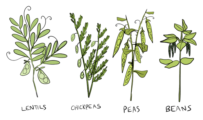 An illustration of lentils, chickpeas, peas, and beans.