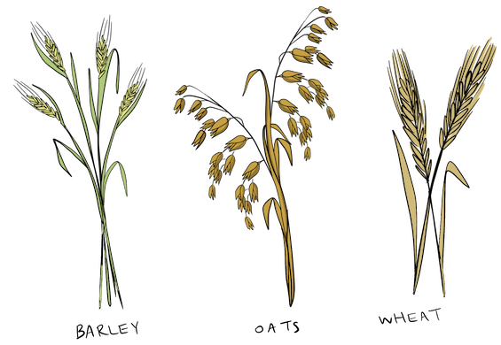 An illustration of barley, oats, and wheat.