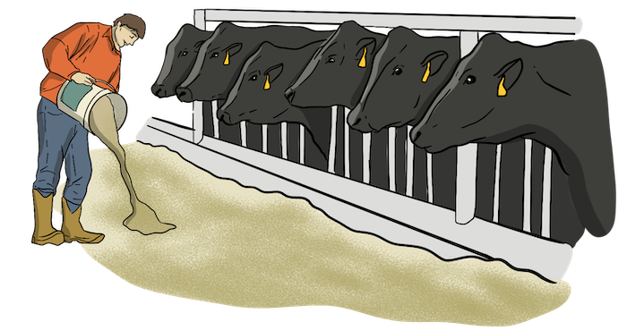 An illustrated farmer with a red shirt, jeans, and overalls is feeding grain out of a pail to a row of black cows. 