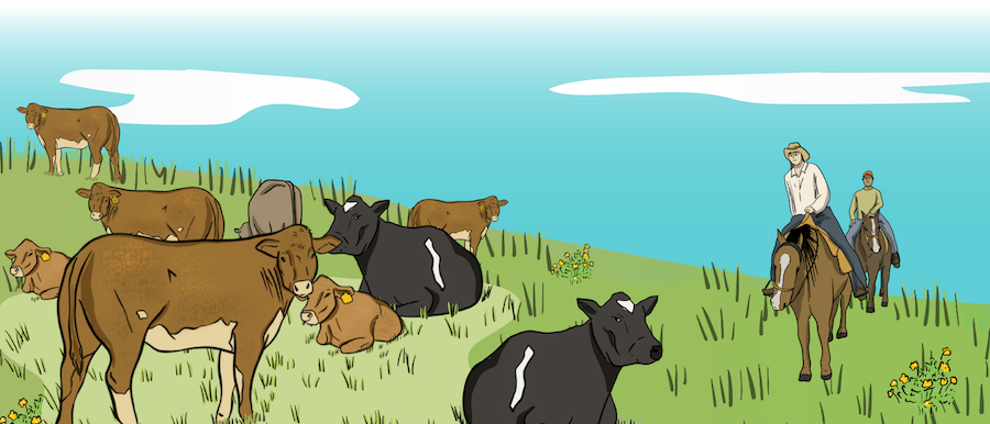 A herd of cattle are grazing in a pasture, while two ranchers are riding their horses in the pasture to check the cattle.