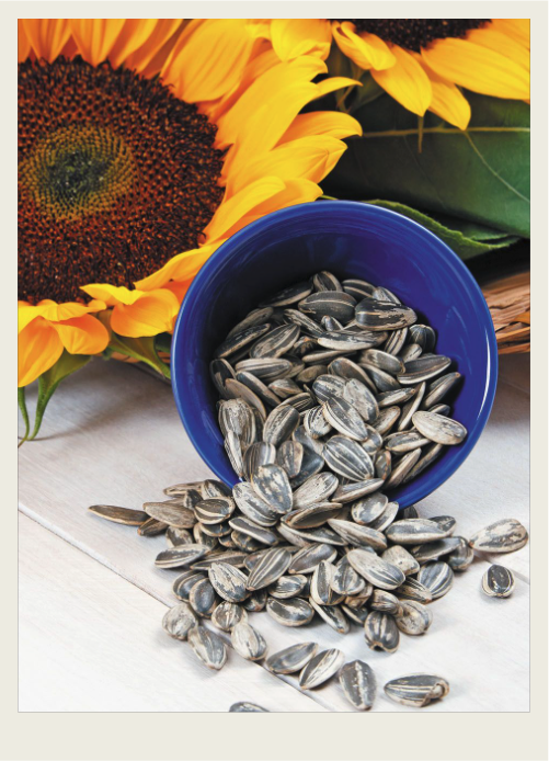 sunflower seeds.