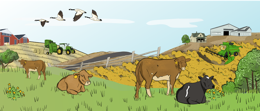 A large farm with a pasture where dairy cows are grazing. In the background there are three modern dairy barns, a house, a tractor that is baling, and geese flying.