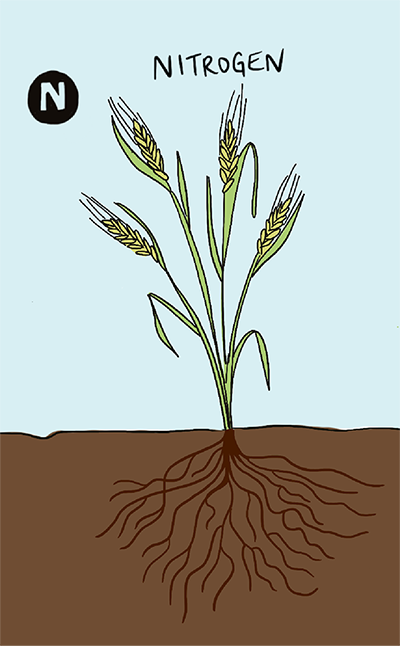 Present-CropCare-CropNutrients-Nitrogen-400x646 An illustrated wheat plant is shown, as well as the roots below the soil.