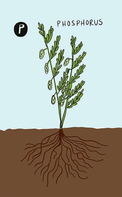Present-CropCare-CropNutrients-Phosphorous-400x646 An illustrated canola plant is shown, as well as the roots below the soil.
