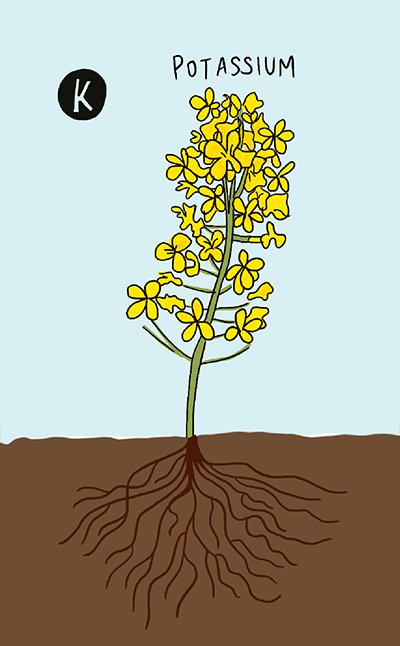 Present-CropCare-CropNutrients-Potassium-400x646 An illustrated canola plant is shown, as well as the roots below the soil.