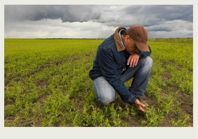 A farmer is bent down in field looking closely at a green crop.