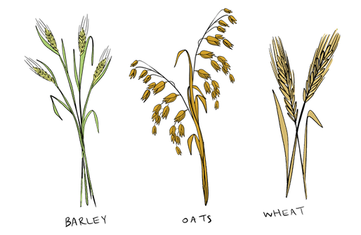 Illustrated versions of barley, oats, and wheat are standing next to each other.