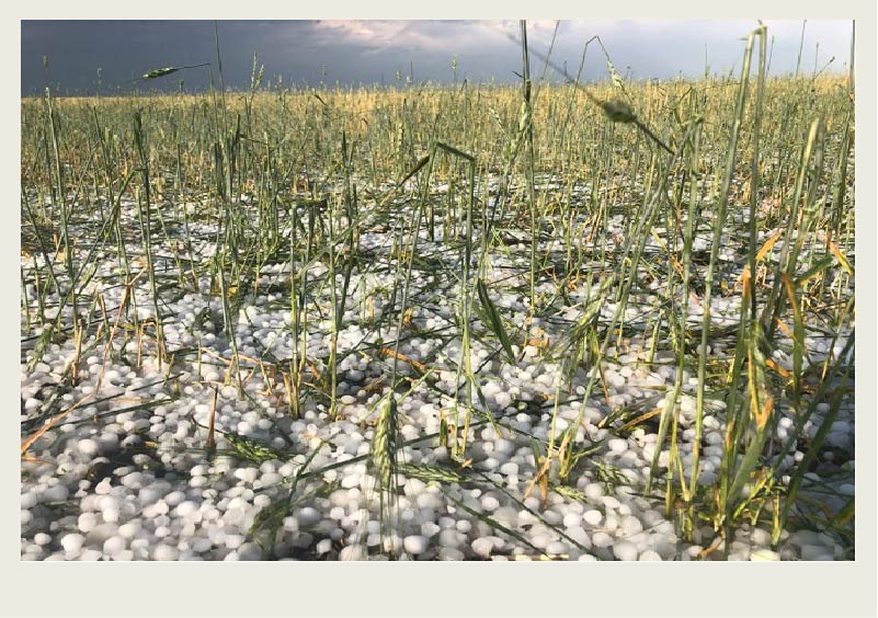 Many crop sheaves are bent and have been ruined after hail hit.  The hail stones have piled up in areas of the field.