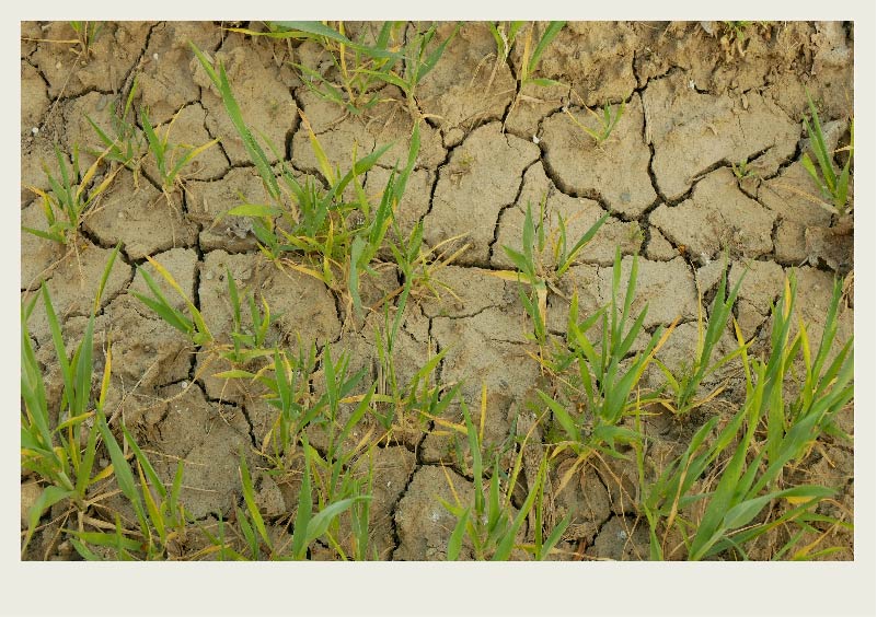 The topsoil of a field that hasn’t had enough water is shown. There are a few plants that are withering and cracks in the dirt.