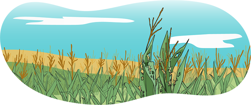 An illustrated group of grasshoppers are eating a corn plant and leaving many holes in the leaves. There is a corn crop in the background.