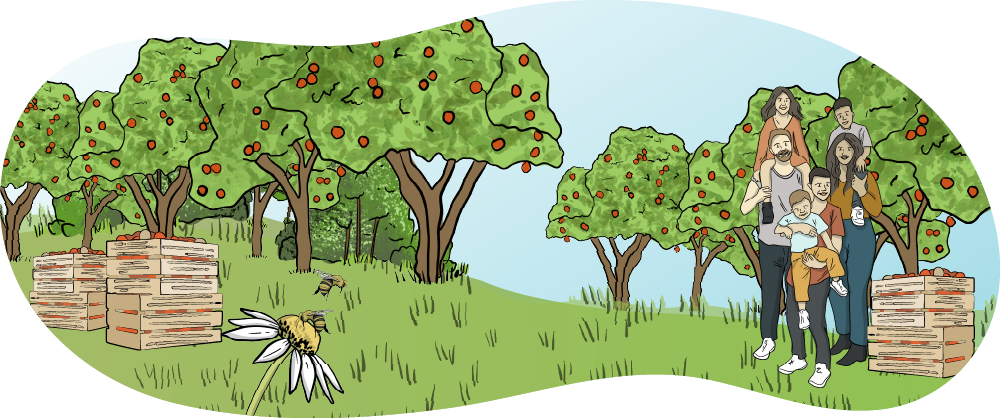 An illustrated apple orchard is shown with rows of apple trees. There is a family standing in front of the orchard, with two kids on their parent’s shoulders and another kid standing close by holding another child. The entire family stands near a basket of apples.