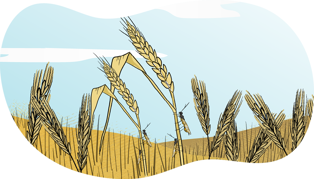 An illustrated wheat crop is shown, with a close-up of a sawfly bug on the side of a wheat sheaf.