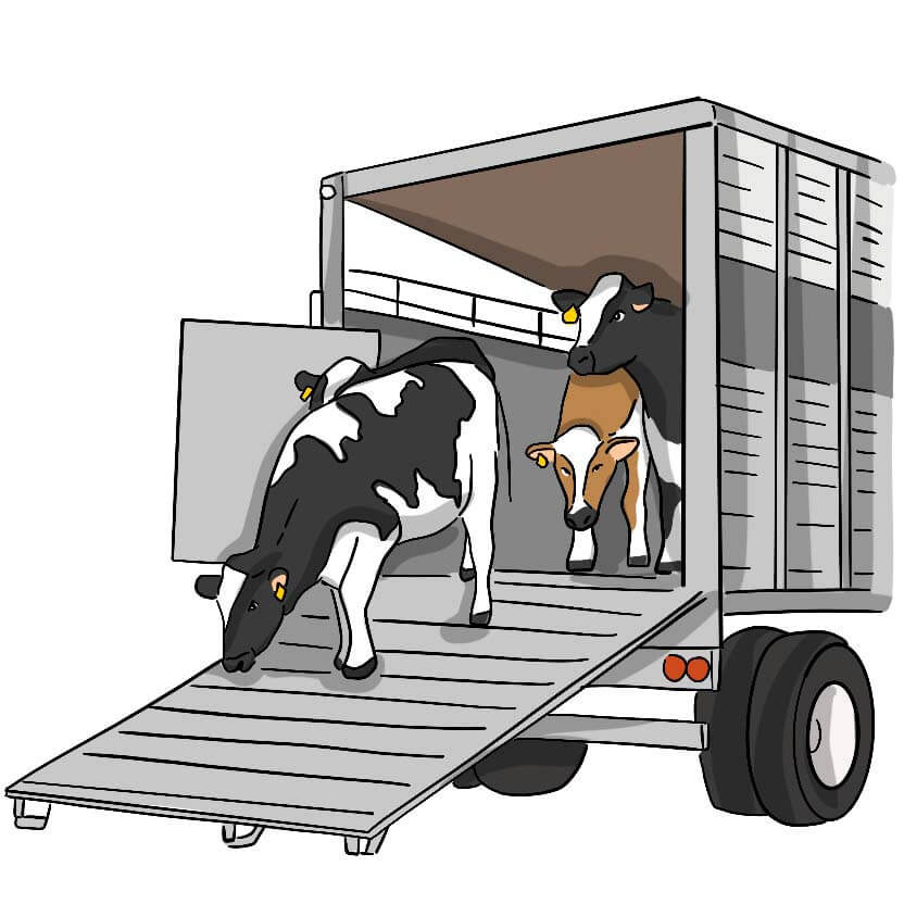 Illustrated cows walk out of the back of a cattle trailer.