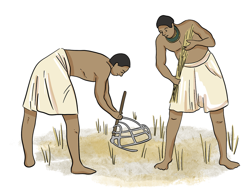 Two illustrated men are using cradle scythes to cut wheat down into stooks in a farm field. 