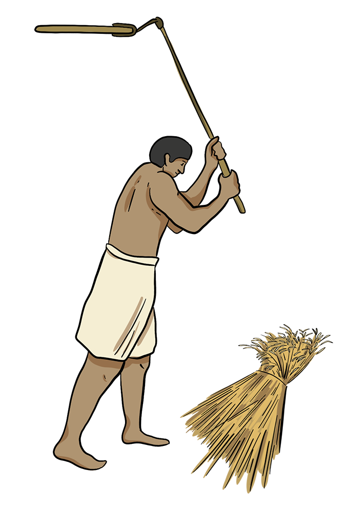 An illustrated group of grasshoppers are eating a corn plant and leaving many holes in the leaves. There is a corn crop in the background.