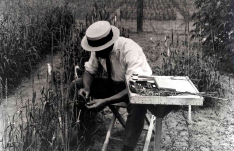 An image of Charles Saunders sitting down looking at closely at wheat plants on an experimental farm.