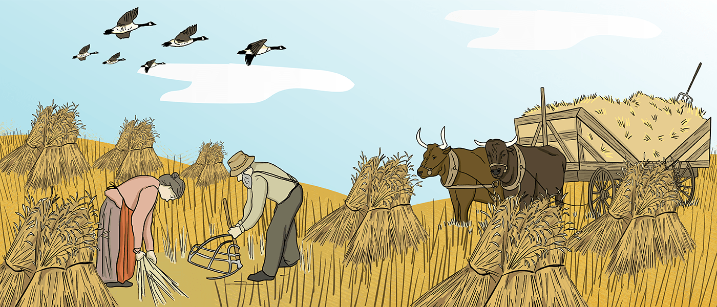 An illustrated couple harvests a golden-coloured wheat crop by using a cradle scythe. Two oxen are pulling a cart full of wheat close by.