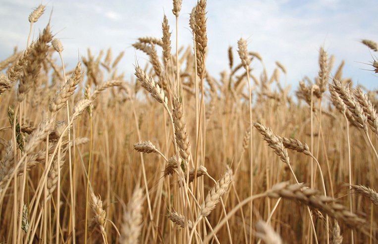 A golden-coloured wheat crop is shown with a blue sky in the background.