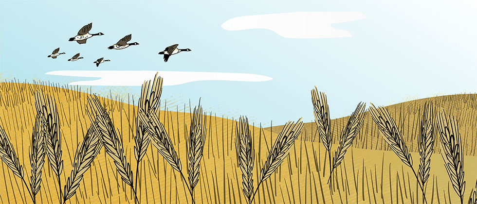 A farmer is breaking the Prairie soil with a plough that is being pulled by a horse. A wheat field and trees are in the background. 