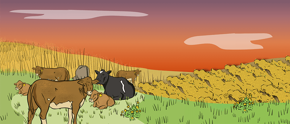 A farmer is breaking the Prairie soil with a plough that is being pulled by a horse. A wheat field and trees are in the background. 