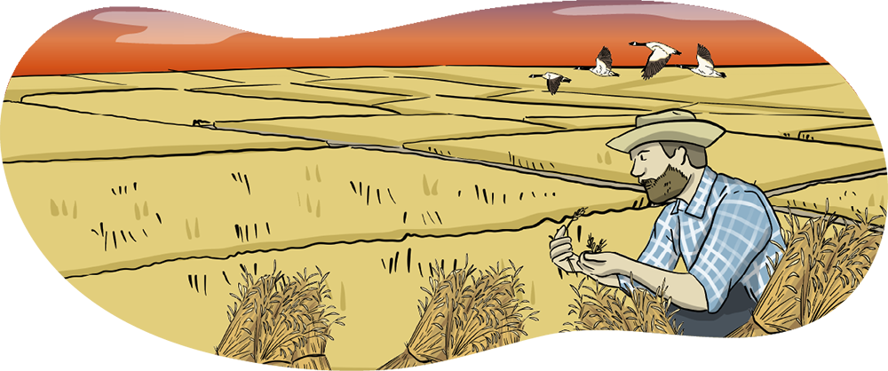 An illustrated man is rubbing a wheat sheaf between his hands while standing next to a stook of wheat that is on an experimental farm.