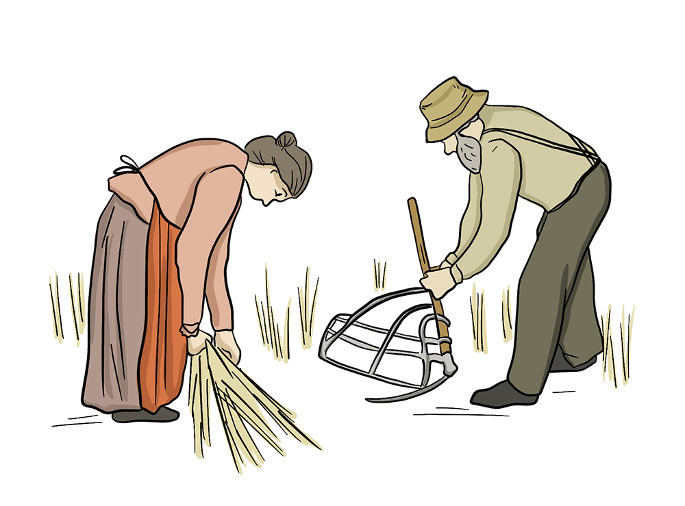 An illustration of a man and a woman harvesting a wheat crop using a cradle scythe.