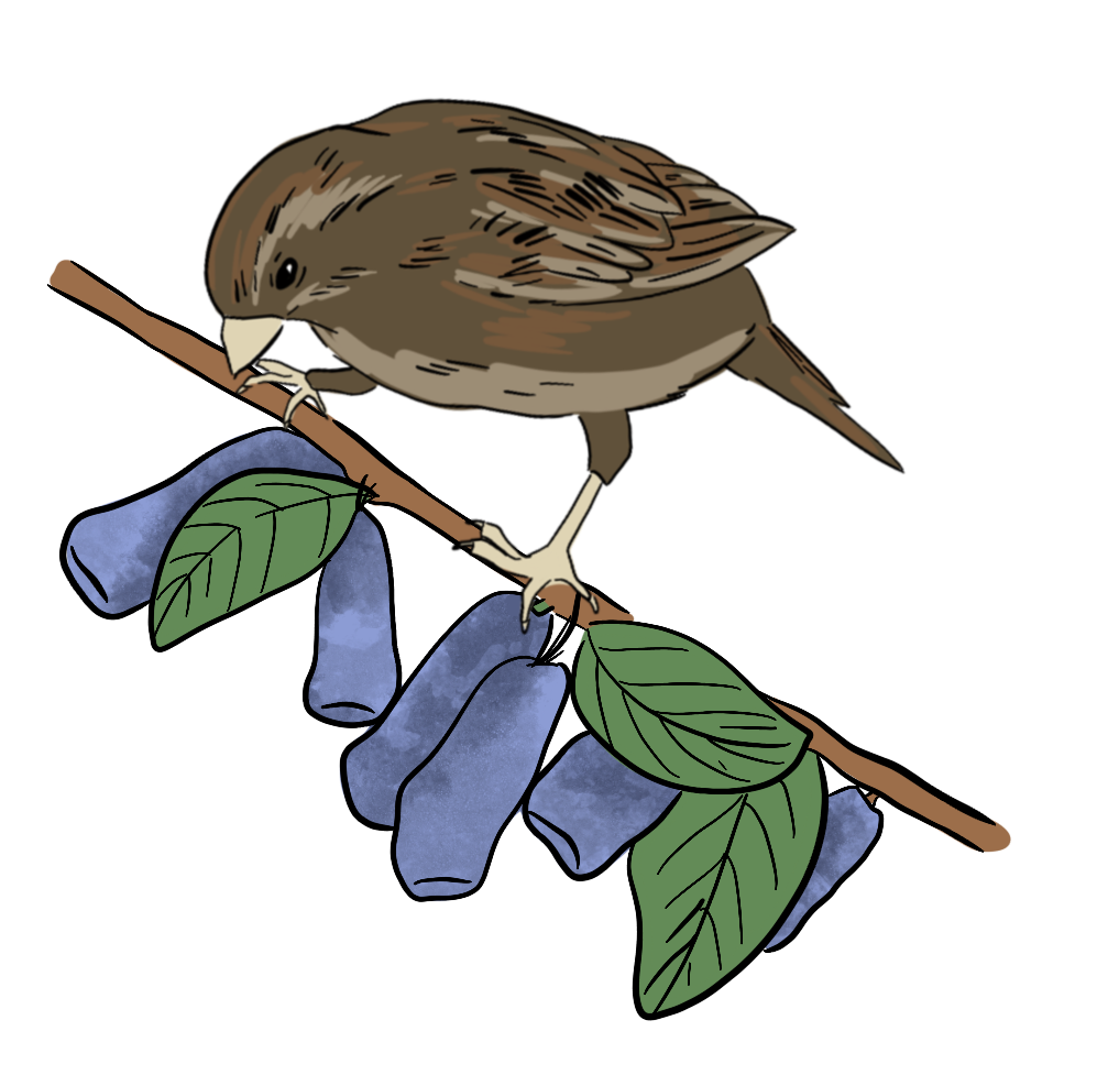 An illustrated bird stands on a branch eating haskap berries.
