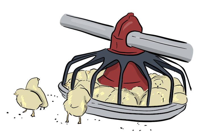 An illustrated grouping of chicks are eating out of a feeder.