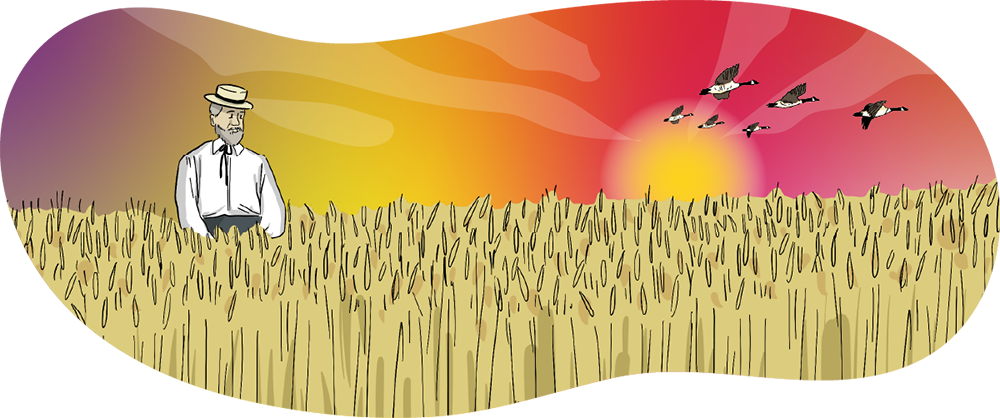 An illustrated image of Sir Charles Saunders standing in a wheat field.