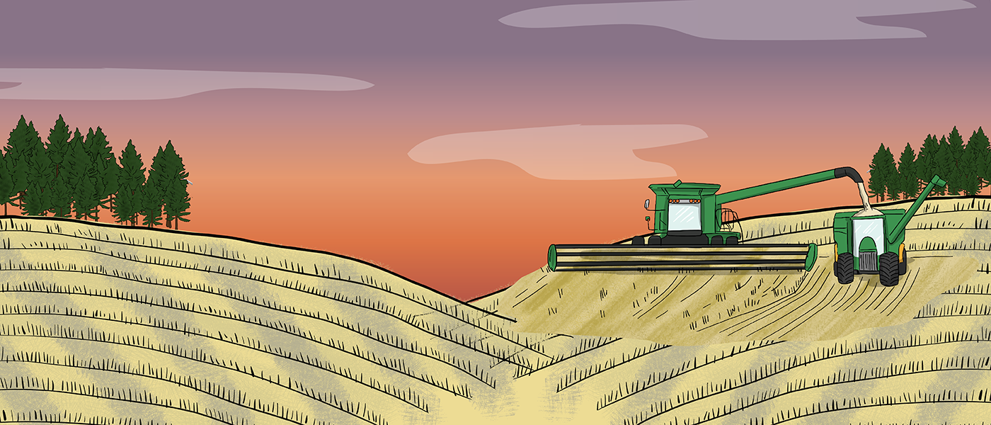 A combine harvests grain while unloading into a grain cart that is being pulled by a tractor.