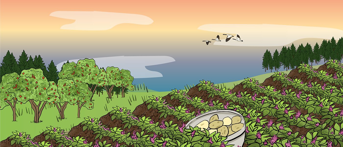 An illustrated landscape has a garden with potato plants next to a grouping of apple trees. There are pine trees and a sunset in the background.