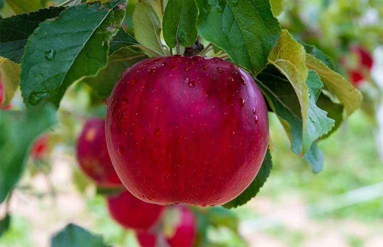 A ripe apple hangs from a tree branch, ready to be picked.