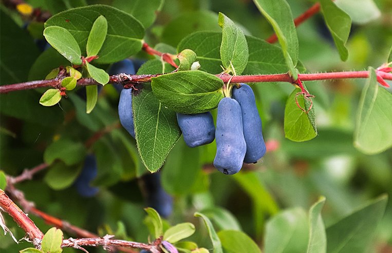 A close-up of oval shaped, purple/blue haskap berries are shown hanging on a branch.
